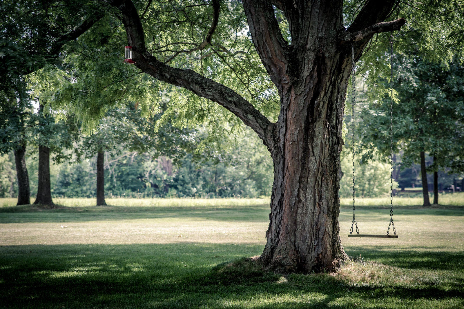 how to hang a swing from a tree