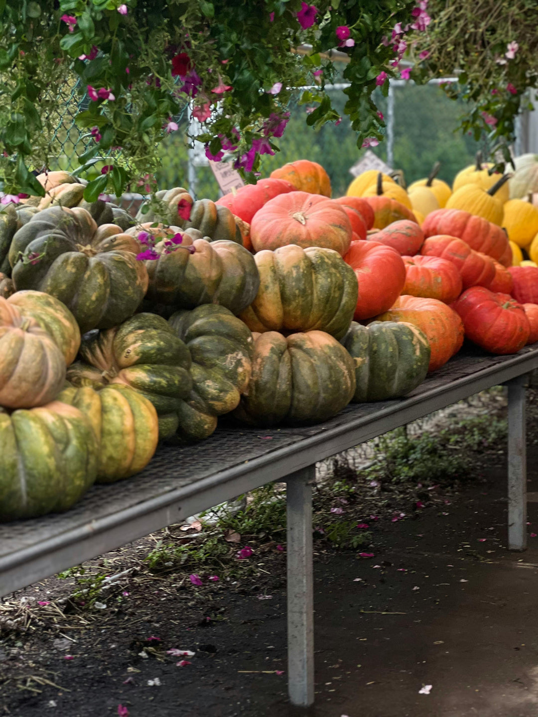 Fall Harvest Fun: Getting Kids Excited About Produce